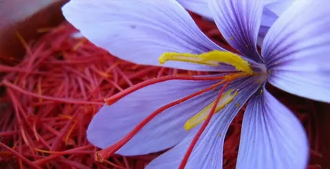 تصویر 3 از زعفران وحشی سفید با کیفیت برتر در بسته‌ بندی شیک